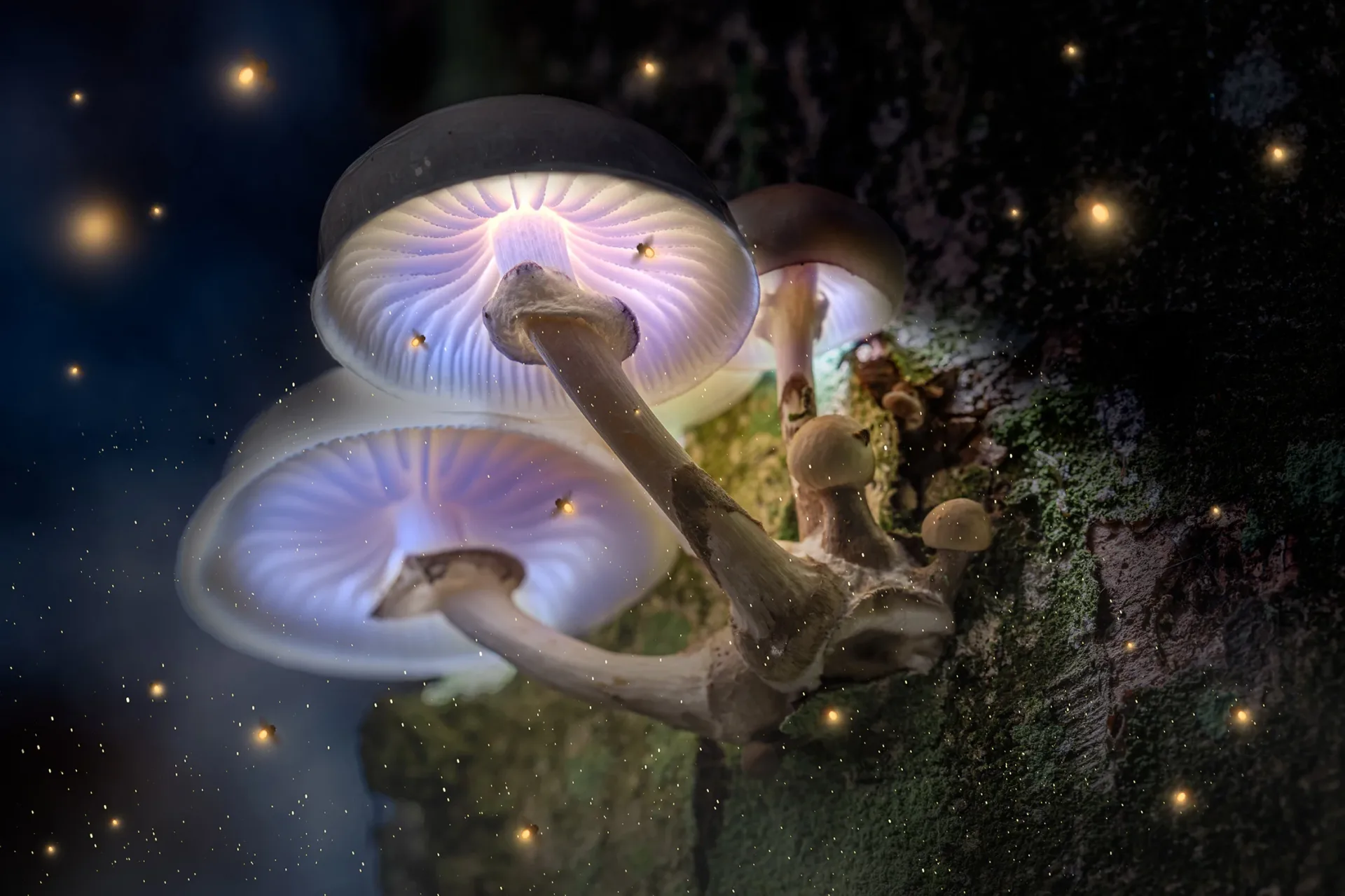 magic-violet-mushrooms-on-tree-in-dark-forest-with-2022-04-05-07-41-44-utc-sm
