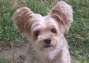 Small fluffy dog with very large ears and light tan fur, sitting on grass and looking at the camera.
